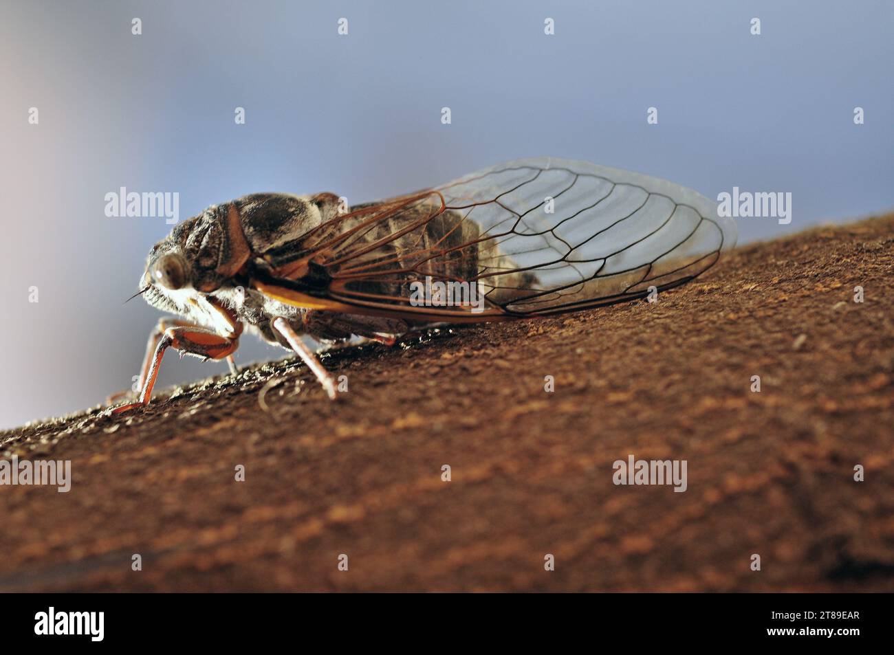 Cicada sur un olivier Banque D'Images
