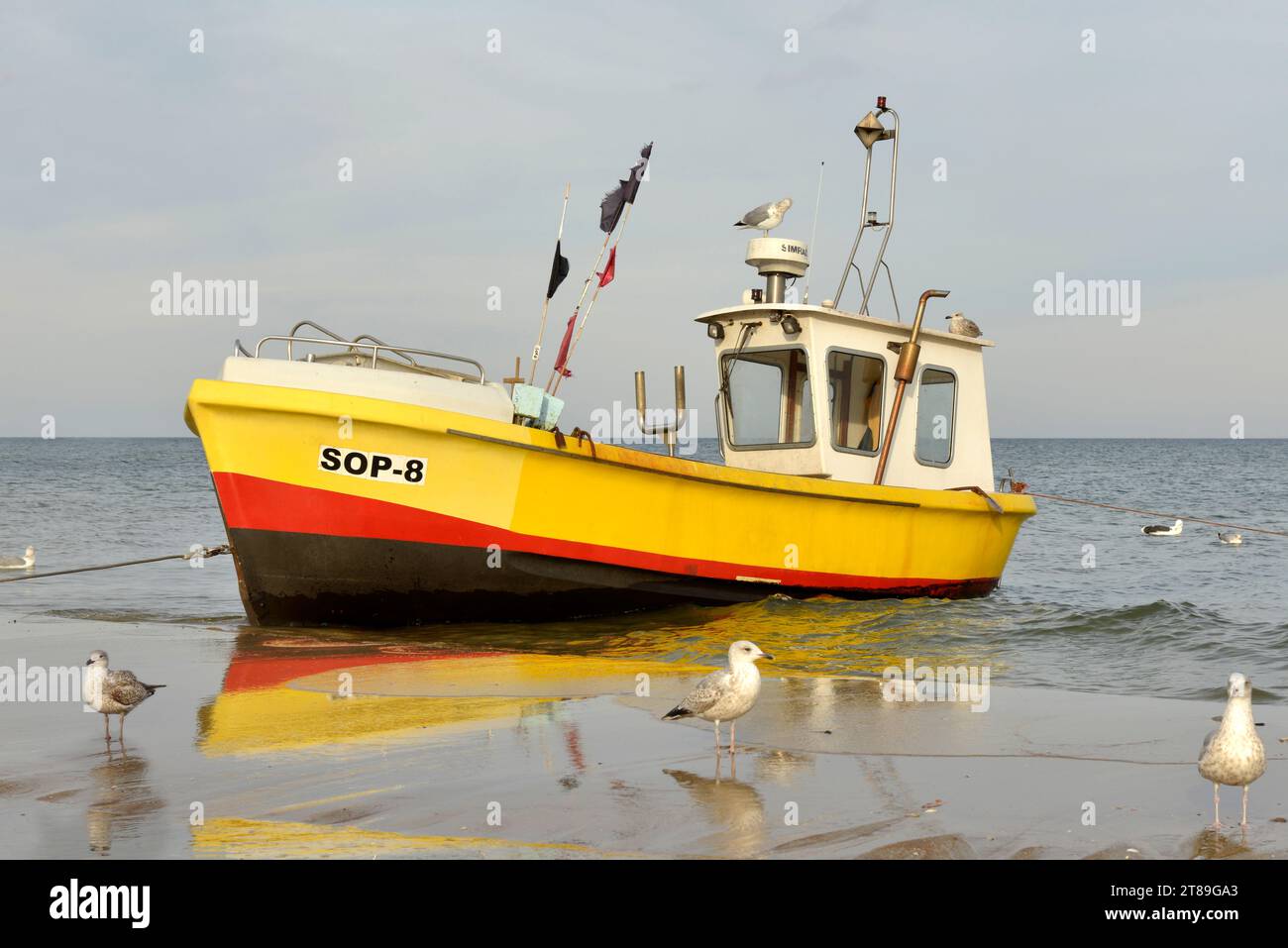 Bateau à moteur de pêche jaune échouée dans l'eau de mer peu profonde et goélands, mer Baltique, Sopot, Pologne, Europe, UE Banque D'Images