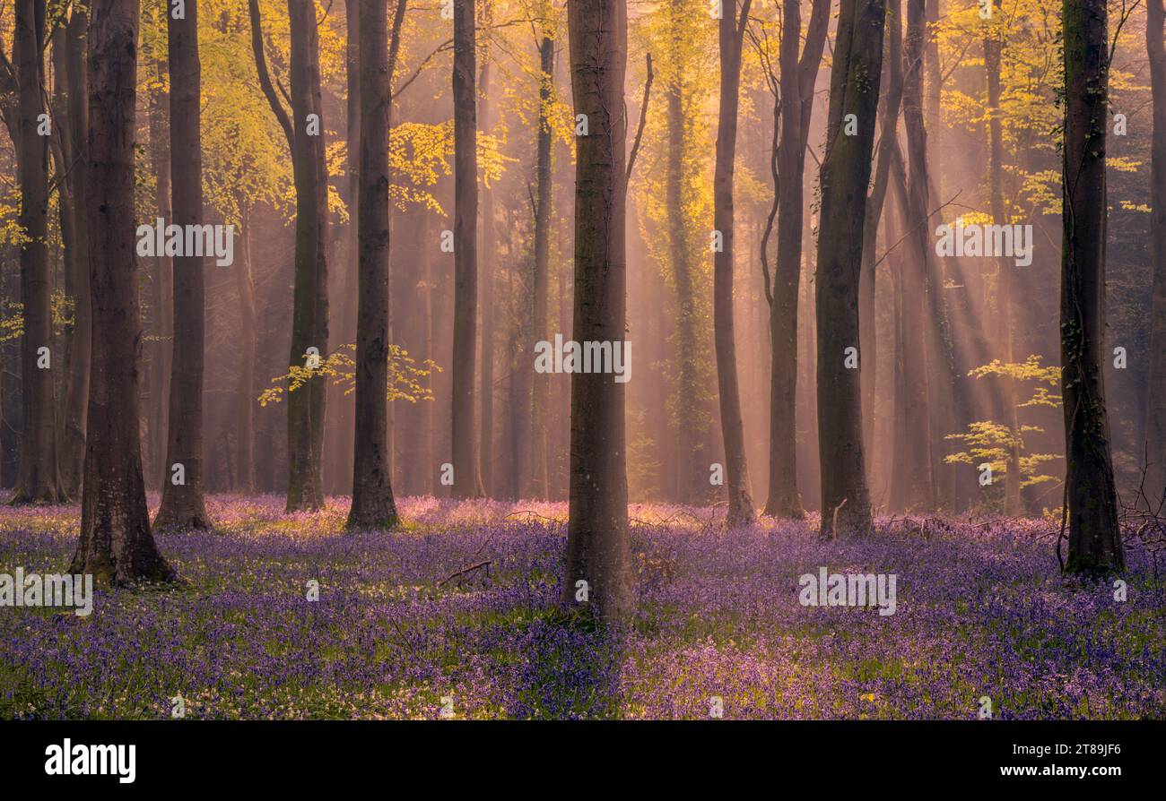 Le printemps a pris naissance dans le Sussex Banque D'Images