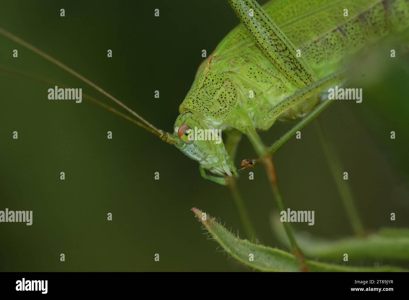 Gros plan naturel sur la tête d'une faucille verte de buisson-cricket, Phaneroptera falcata assis sur la brindille Banque D'Images