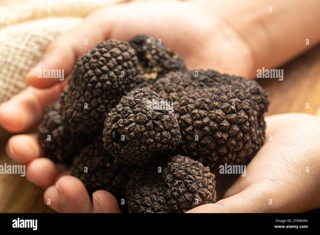 Élégance culinaire : mains saisissant des truffes noires fraîches dans une Symphonie de délice Banque D'Images