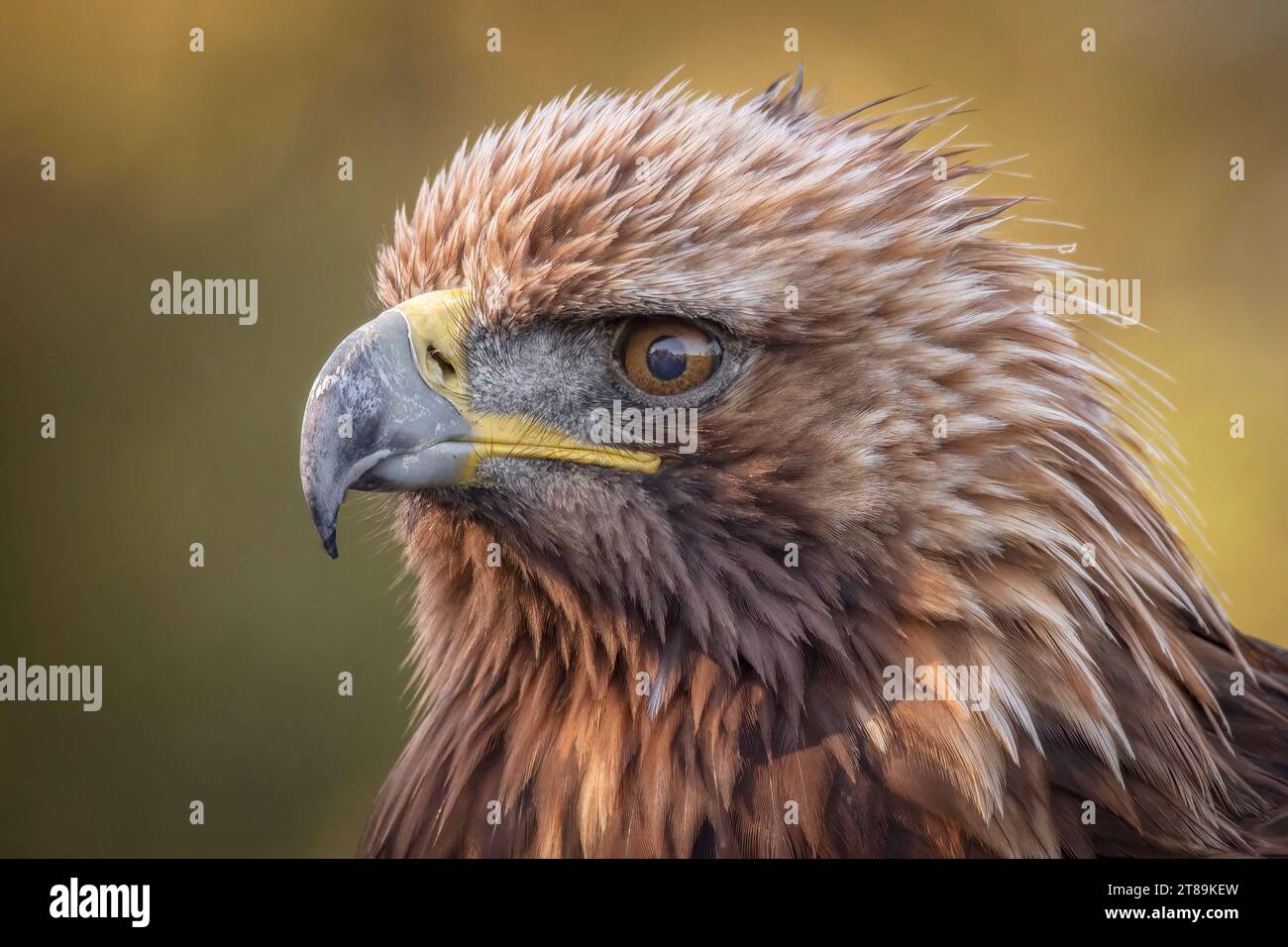 Un portrait très rapproché de la tête d'un aigle royal montrant des détails dans l'œil et le bec des plumes Banque D'Images