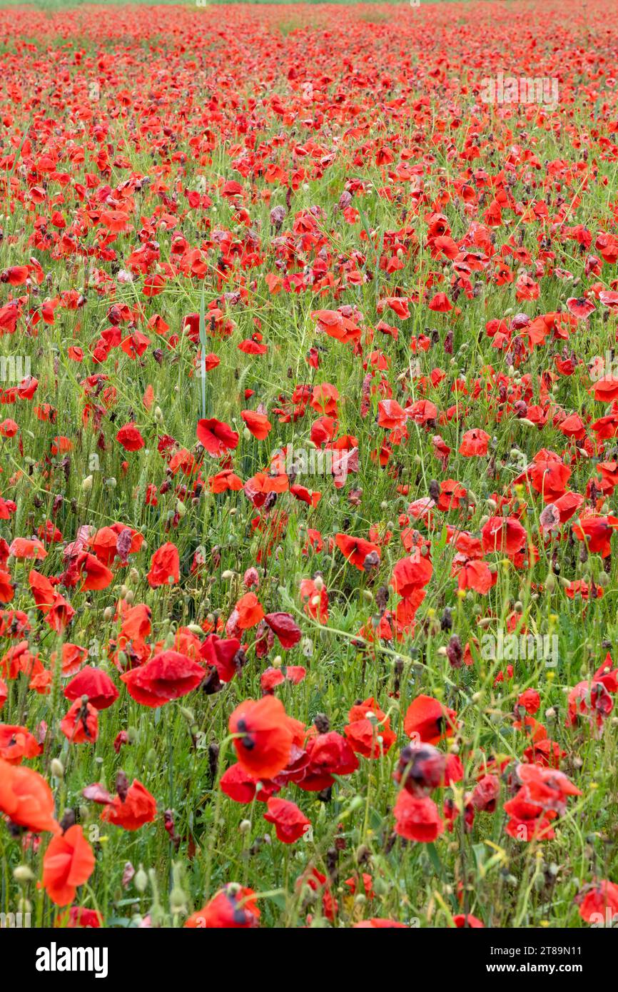 Un champ plein de pavot rouge (Papaver rhoeas) également connu sous le nom de rose cordée, de commun, de maïs, de champ et de pavot des Flandres Banque D'Images
