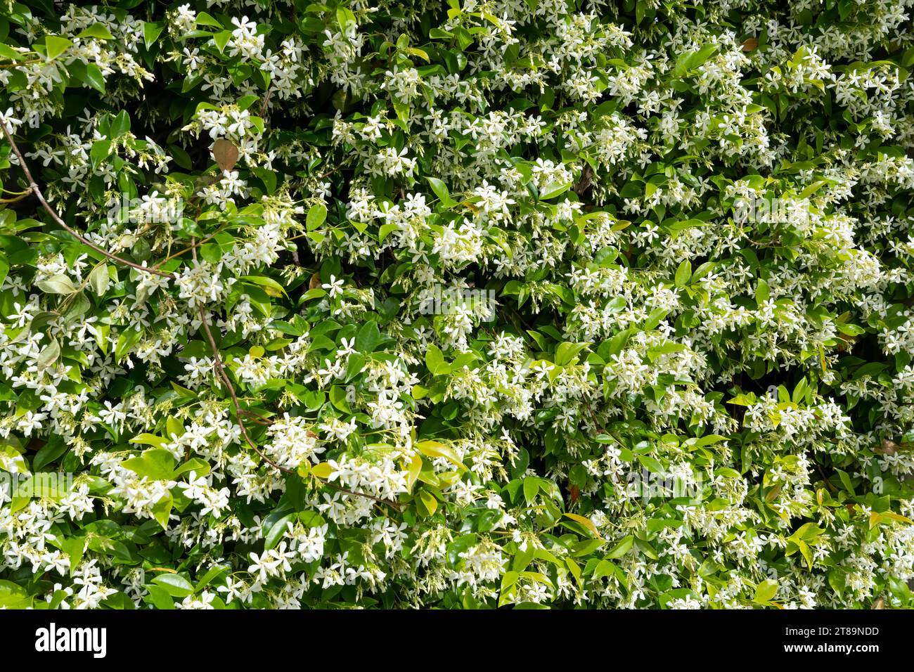 Belles fleurs blanches de jasmin étoilé (Trachelospermum jasminoides) aussi connu comme jasmin confédéré, jasmin étoilé, jessamine confédérée, et Chine Banque D'Images