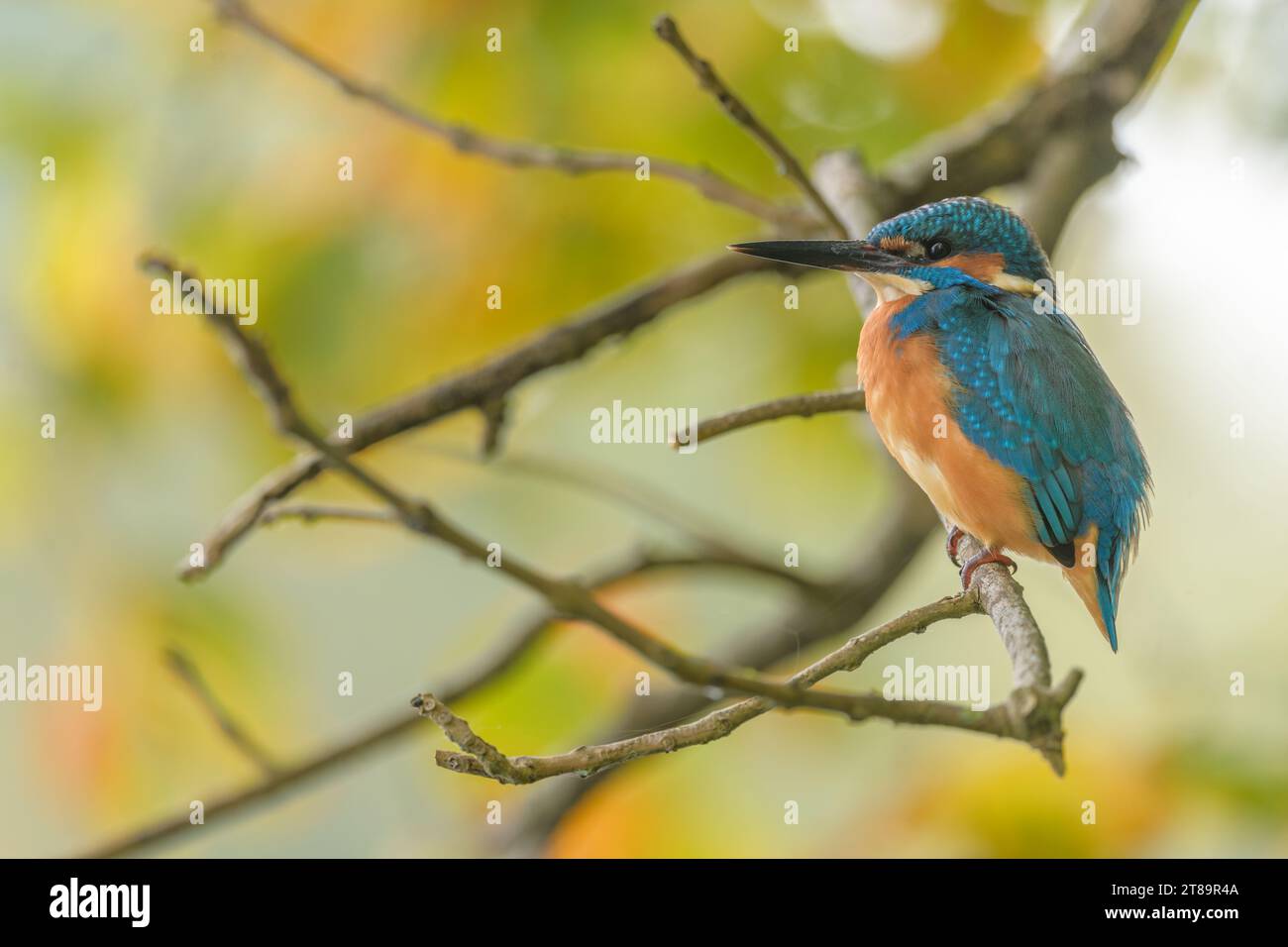 Kingfisher (Alcedo atthis) perché dans un arbre. Bas-Rhin, Collectivite européenne d'Alsace,Grand est, France, Europe. Banque D'Images