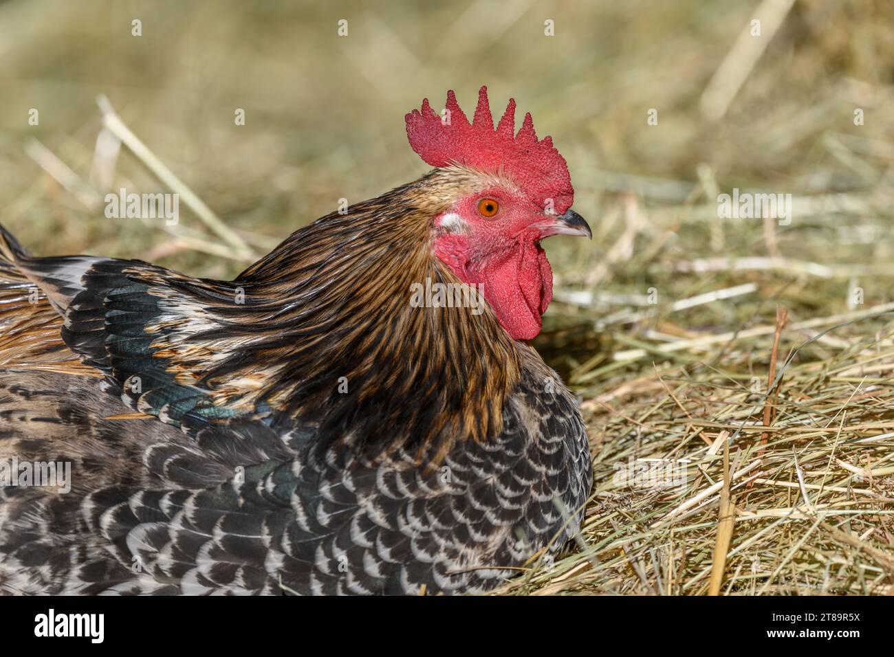 Coq de ferme avec plumage coloré couché dans le foin au soleil, élevage en liberté en plein air. Bas-Rhin, Alsace, Grand est, France, Europe. Banque D'Images