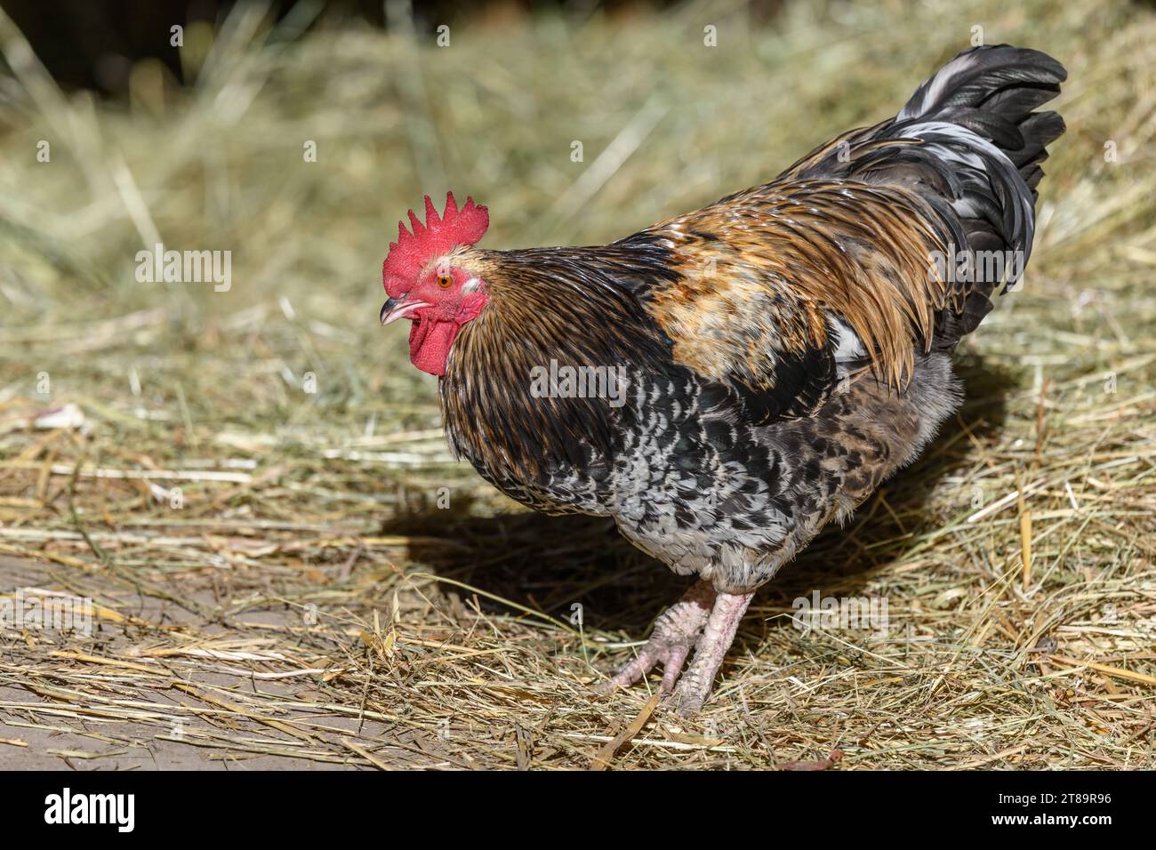 Coq de Barnyard en liberté avec plumage coloré, élevage en plein air. Bas-Rhin, Collectivite européenne d'Alsace,Grand est, France, Europe. Banque D'Images