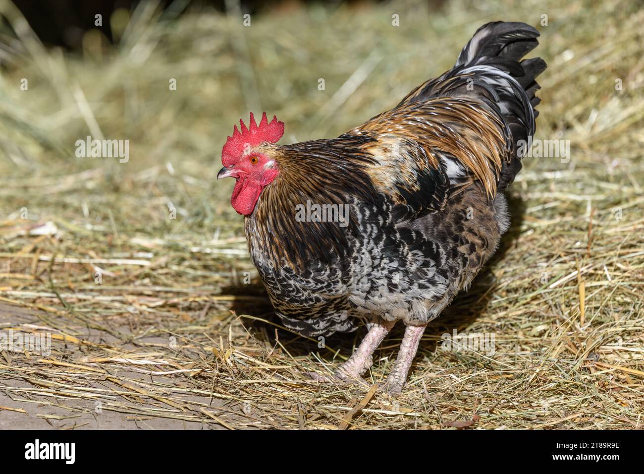 Coq de Barnyard en liberté avec plumage coloré, élevage en plein air. Bas-Rhin, Collectivite européenne d'Alsace,Grand est, France, Europe. Banque D'Images