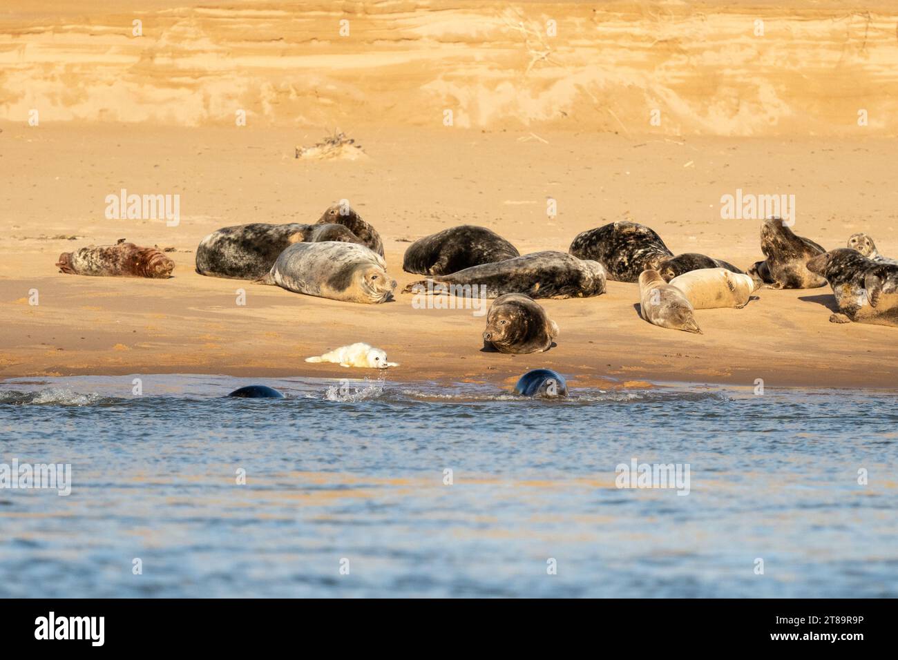 Phoques gris à Newburgh Seal Beach, Aberdeenshire, Écosse - y compris de jeunes phoques - 11 novembre 2023 Banque D'Images