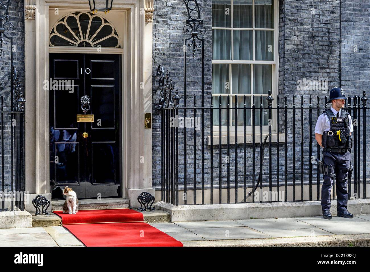 Larry the Cat - Chef Mouser au Cabinet Office depuis 2011 - à Downing Street peu avant l'arrivée du Président américain Joe Biden, le 10 juin 2023 Banque D'Images