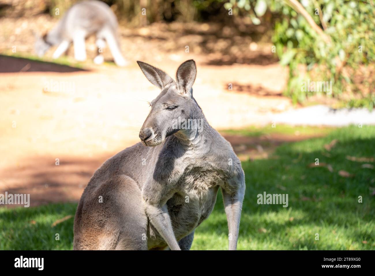 Les animaux australiens Banque D'Images