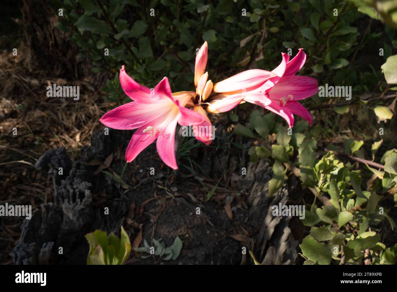 Flore australienne, fleurs Banque D'Images