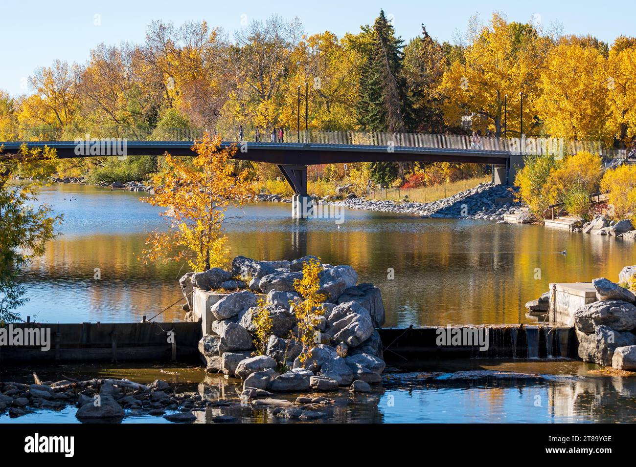 Paysage de feuillage automnal du parc Prince's Island. Jaipur Bridge ( Bow River Pathway Bridge ), Downtown Calgary, Alberta, Canada. Banque D'Images