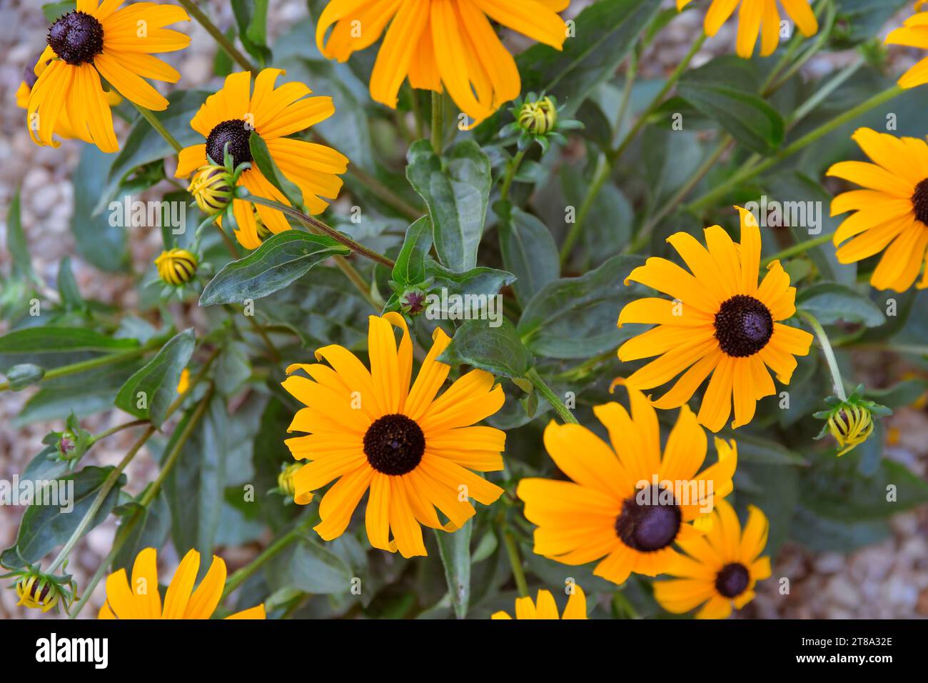 Plantes Rudbeckia, fleurs jaunes et brunes des Asteraceae. Fleurs Susan noires (brunes) aux yeux. Les têtes de fleurs jaunes ou dorées fleurissent au milieu ou à la fin de l'été. Banque D'Images