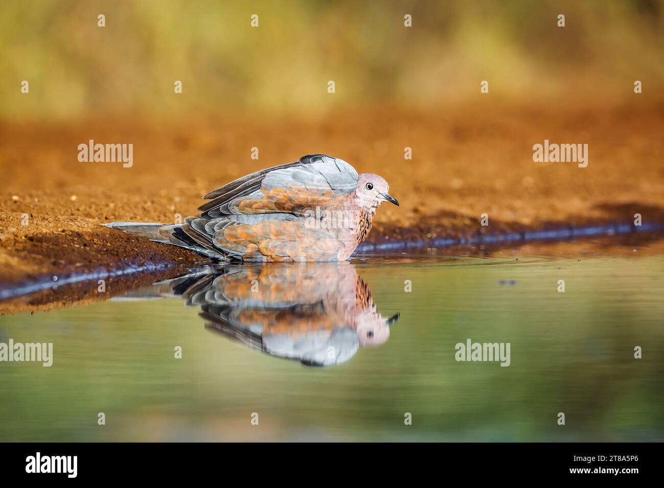 Colombe riante se baignant dans un trou d'eau avec réflexion dans le parc national Kruger, Afrique du Sud ; espèce Streptopelia senegalensis famille de Columbidae Banque D'Images