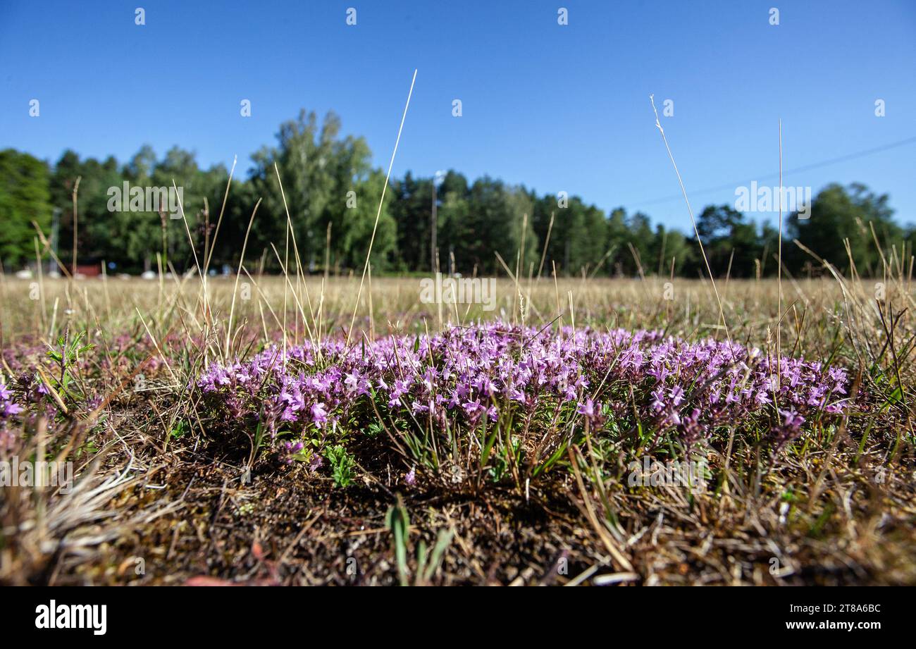 Thym sauvage (Thymus serpyllum), fleurissant sur des filets de malma (terre de lande) Banque D'Images