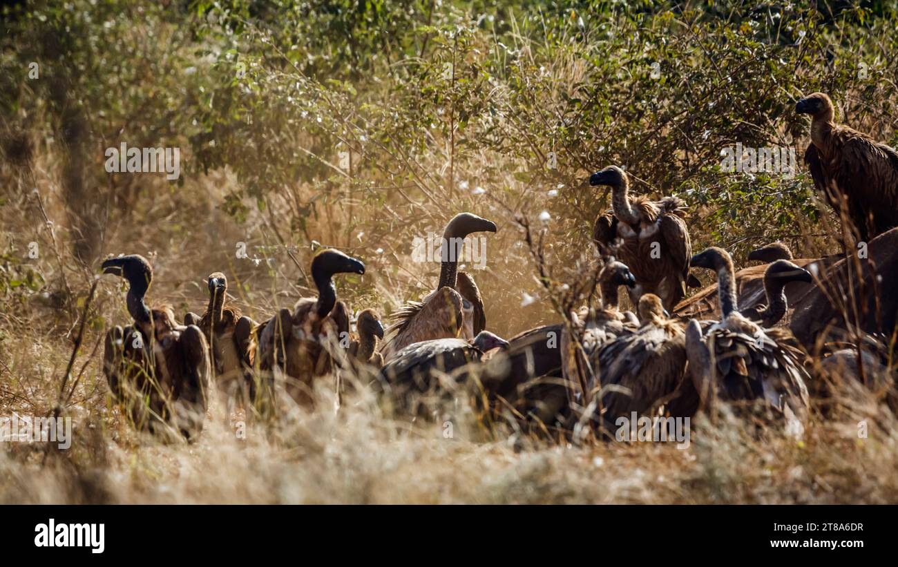 Récupération de vautours à dos blanc sur carcasse d'éléphant mort dans le parc national Kruger, Afrique du Sud ; espèce gyps africanus famille d'Accipitridae Banque D'Images