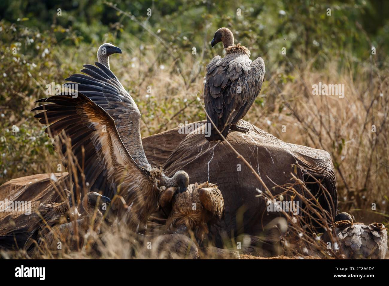Récupération de vautours à dos blanc sur carcasse d'éléphant mort dans le parc national Kruger, Afrique du Sud ; espèce gyps africanus famille d'Accipitridae Banque D'Images