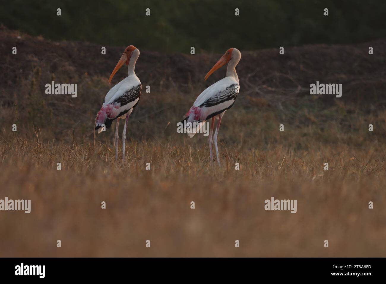 Deux oiseaux blancs debout dans la scène de paysage. Oiseau noir et blanc avec long bec jaune debout dans la zone d'herbe. Animaux dans la nature. Banque D'Images