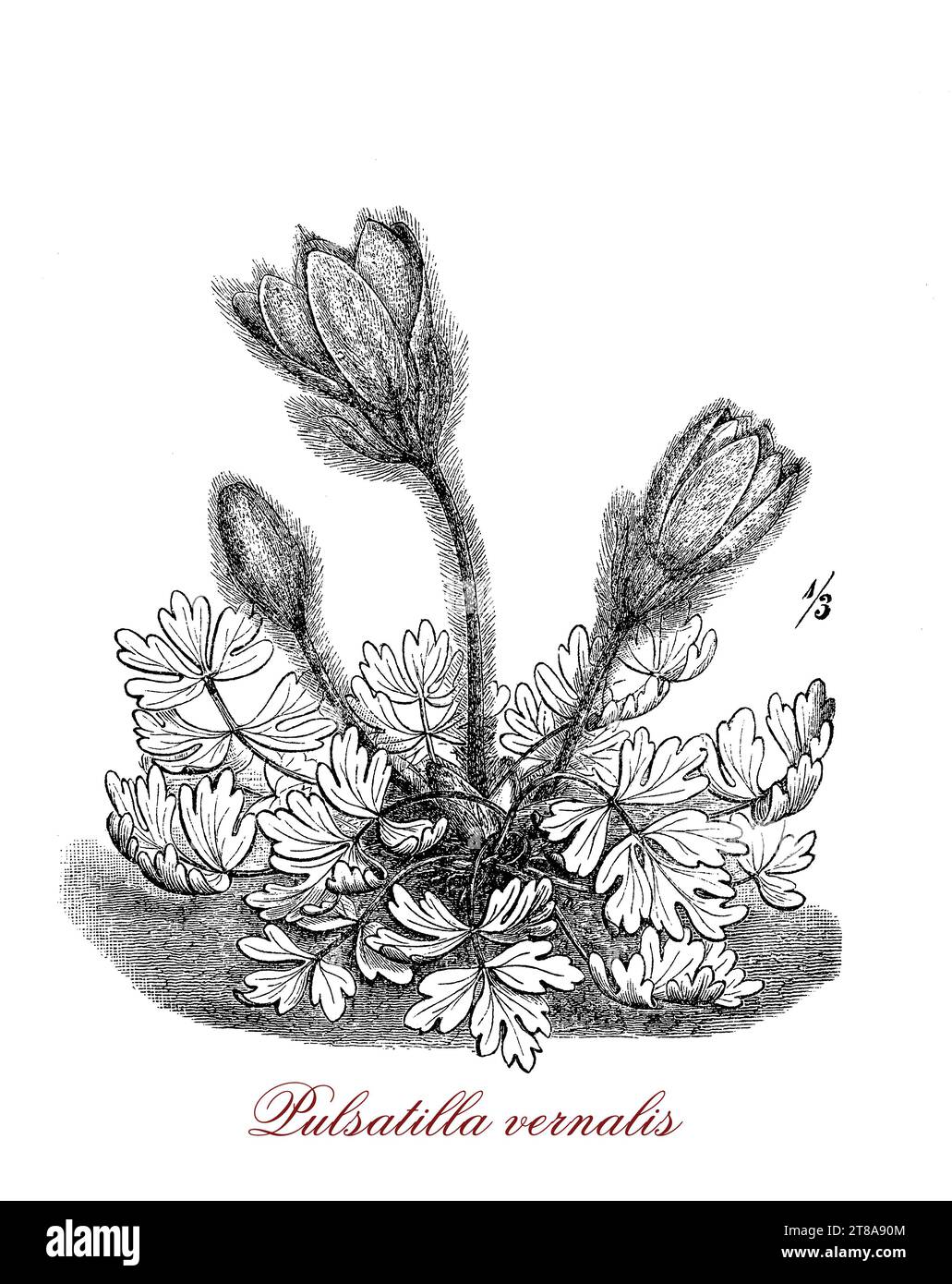 Pulsatilla vernalis ou plante à fleurs de pasque appartenant à la famille Buttercup originaire de l'Europe montagneuse avec des fleurs violettes en forme de cloche adaptées à un jardin alpin. Banque D'Images