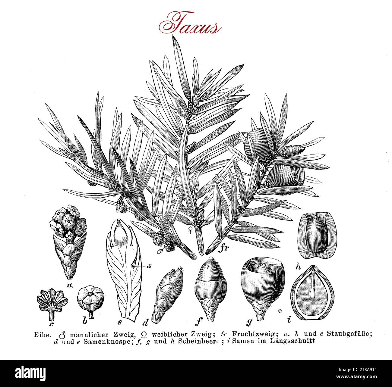 Tableau morphologique de Taxus baccata ou if européen, petit arbre conifère ornemental à feuilles persistantes, les feuilles sont plates vert foncé.toutes les parties de la plante sont toxiques pour l'homme sauf les baies. Les cônes de graines développent des baies rouges appelées aril gélatineux et doux.il est traditionnellement un arbre de cimetière. Banque D'Images