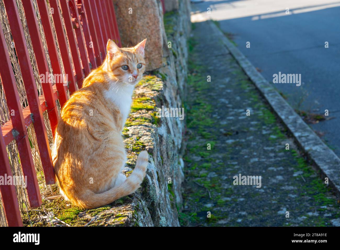 Tabby et blanc cat sitting. Banque D'Images