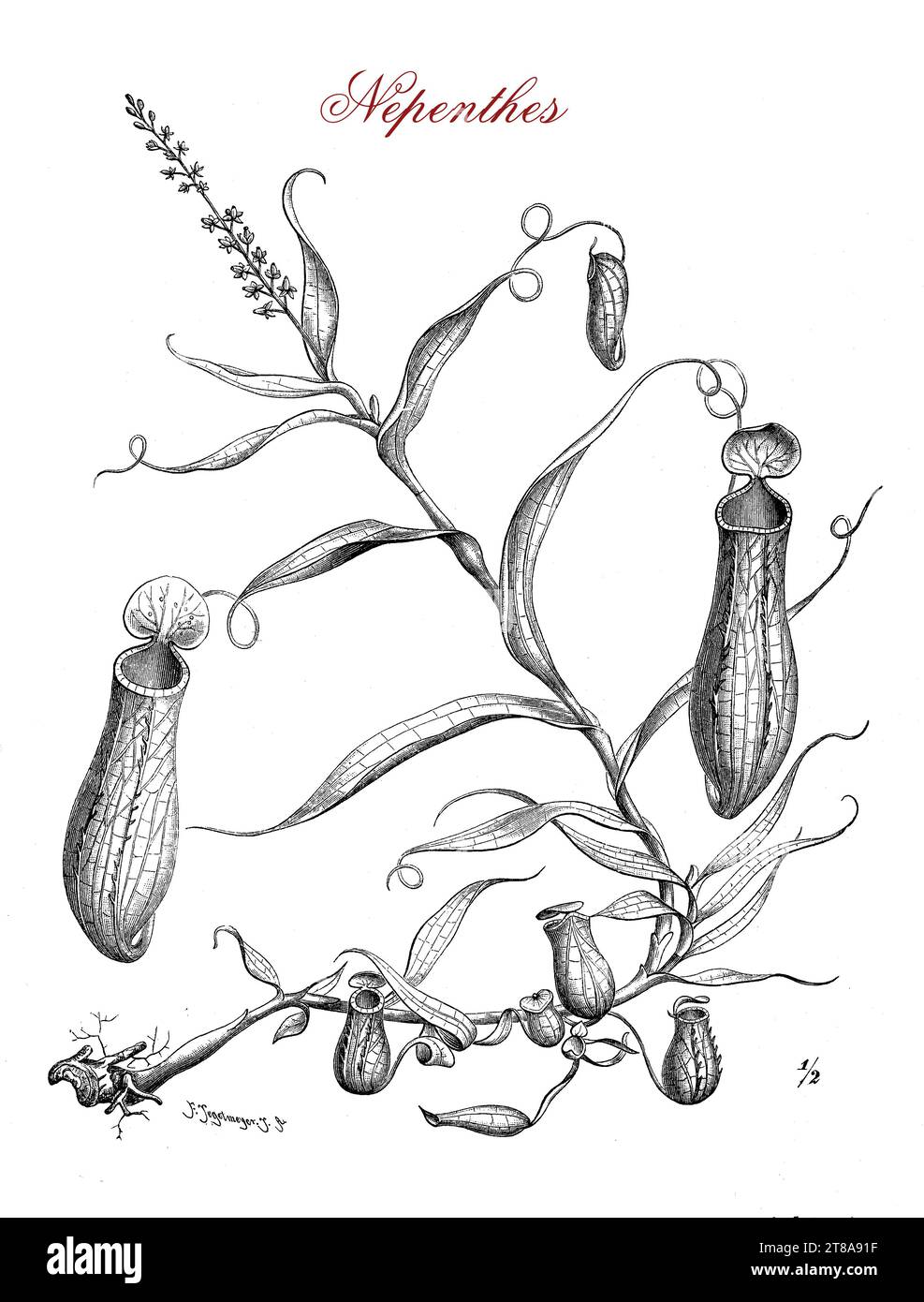 Nepenthes ou coupes de singe, plante montagnarde tropicale carnivore avec des pièges contenant un liquide aqueux ou plus visqueux pour noyer la proie, généralement des insectes Banque D'Images