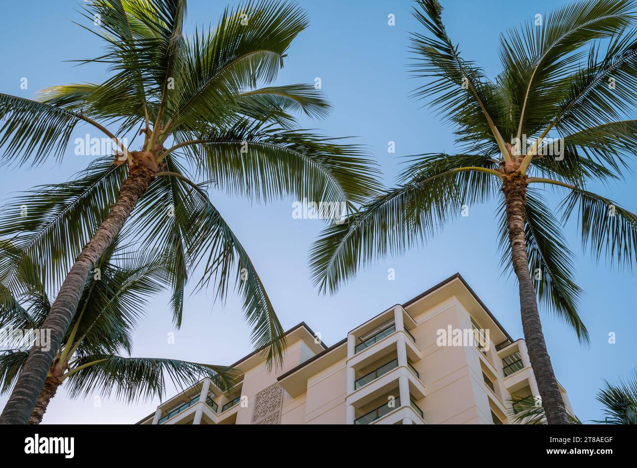 Magnifique paysage urbain tropical avec architecture moderne et vue sur les palmiers. Banque D'Images