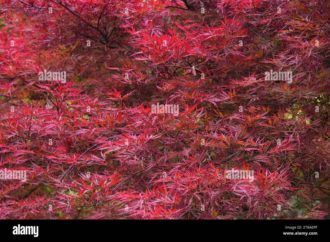 un Erable du Japon Inaba Shidare - an Inaba Shidare Japanese Maple Banque D'Images