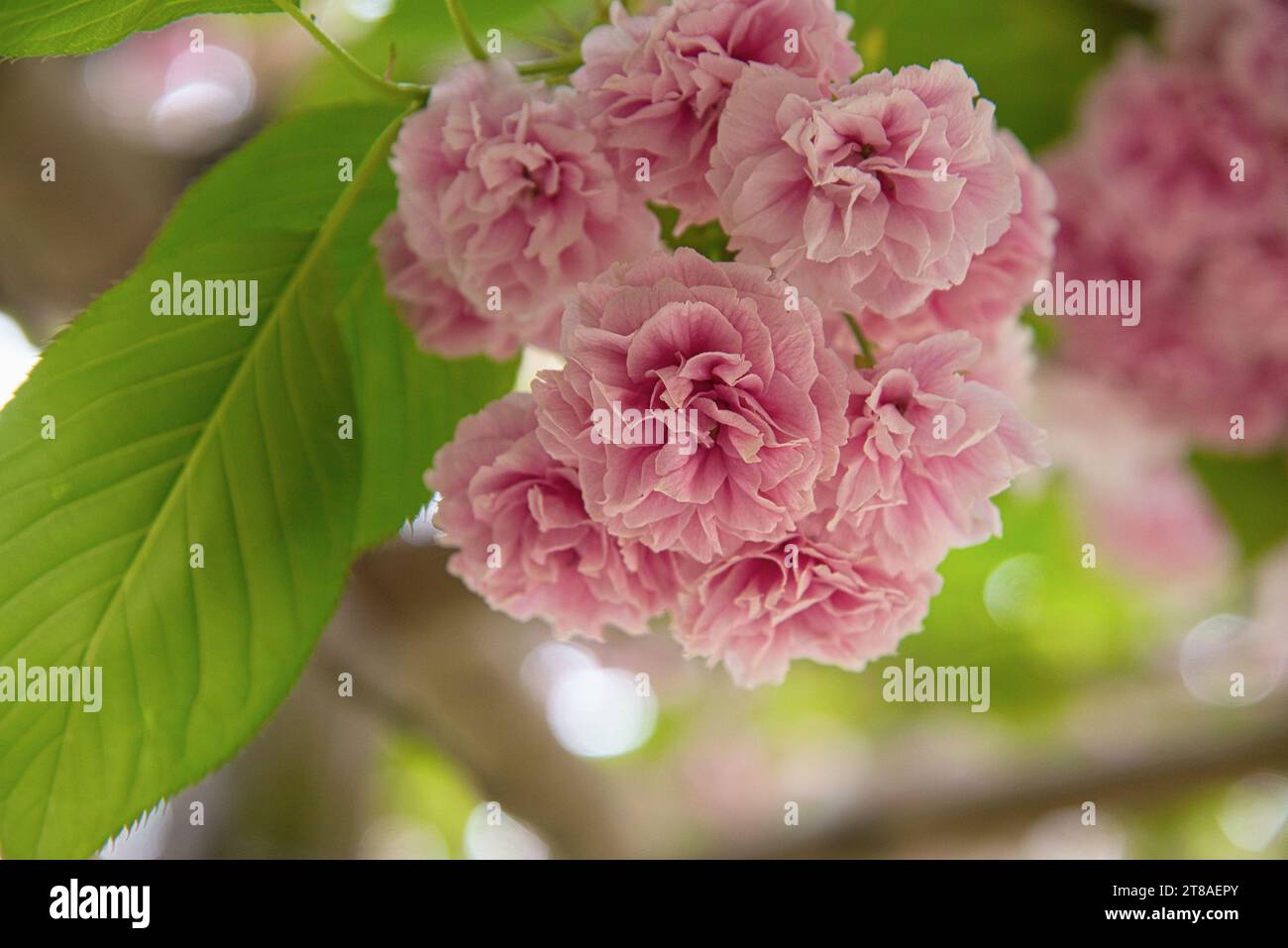 fleurs de cerisiers du Japon - fleurs de cerisier panese Banque D'Images