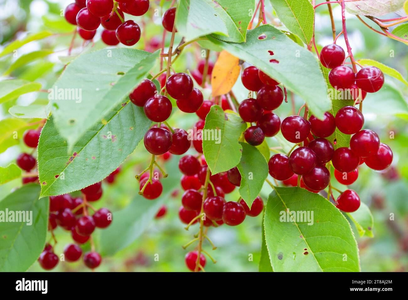 les baies de cerise d'oiseau rouge mûrissent sur une branche dans le jardin Banque D'Images