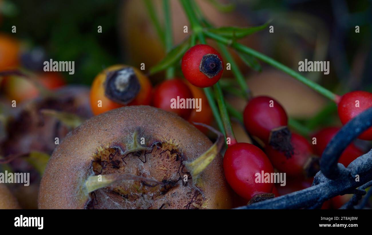 Gros plan du fruit d'un medlar commun et des merdes rouges. Banque D'Images