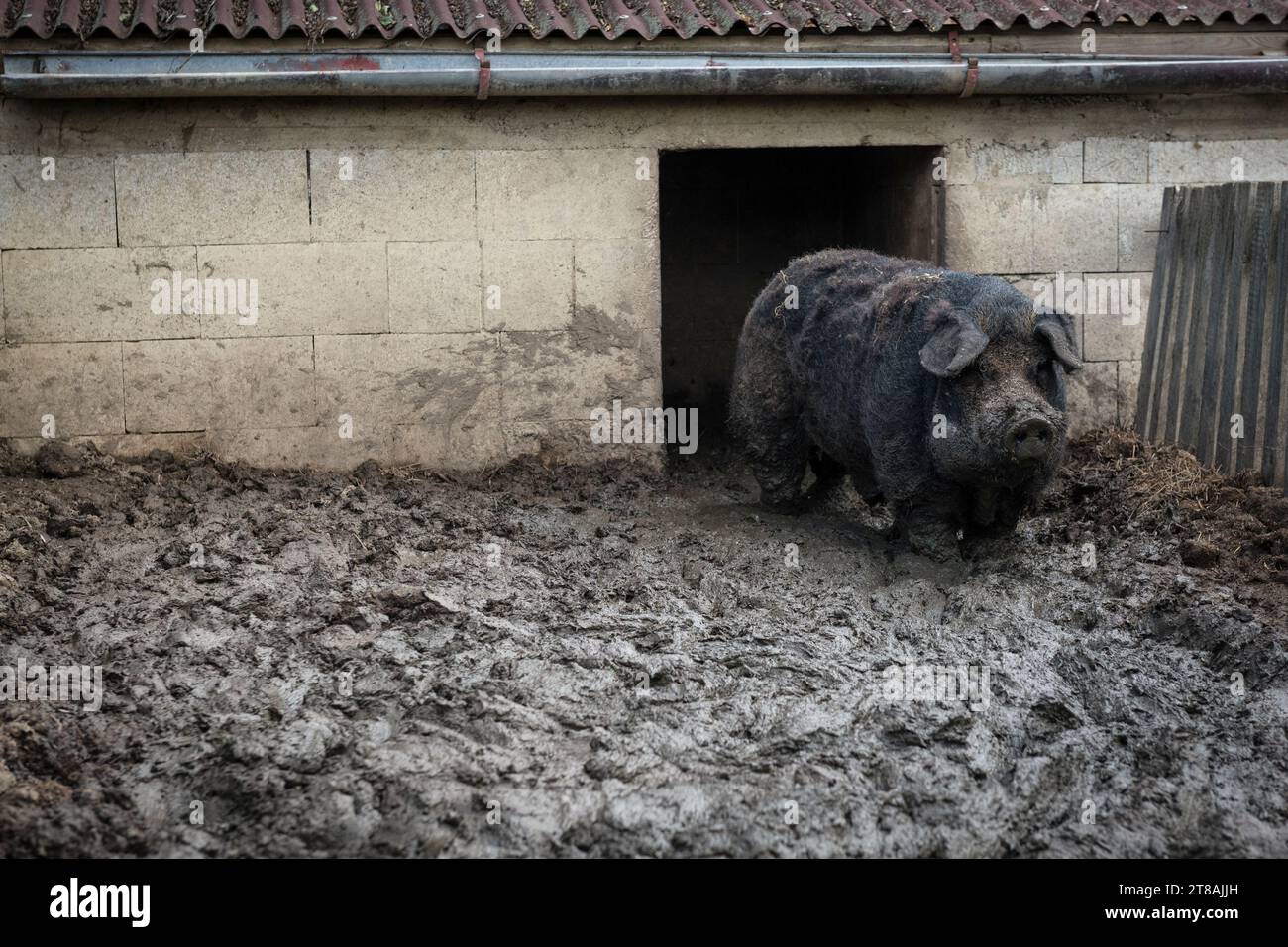 Sanglier vietnamien sale sur la ferme dans la boue Banque D'Images