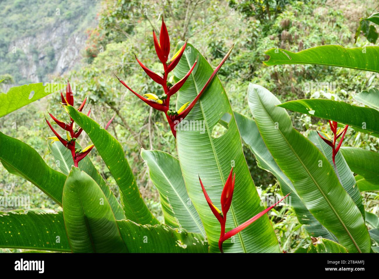 Belle plante rouge et jaune oiseau de Paradis (Heliconia) avec de la verdure derrière. Banque D'Images