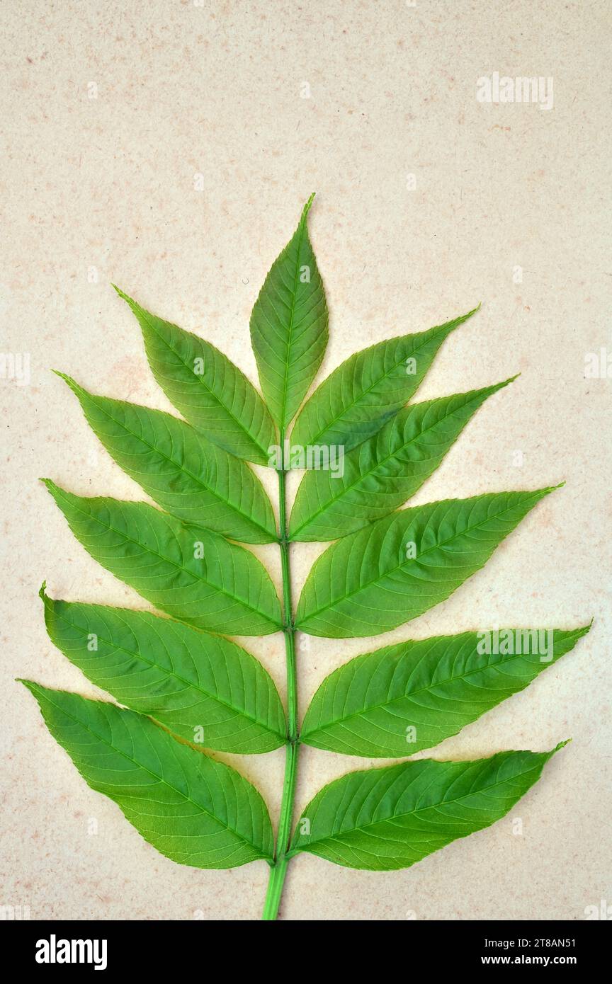 Frêne de frêne commun de Fraxinus excelsior arbre couché sur papier antique Banque D'Images