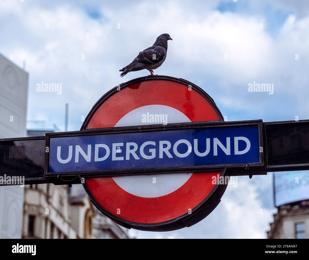 Un Pigeon est perché au sommet d'un panneau de métro londonien à une station de métro dans le centre de Londres - Royaume-Uni, 2023. Banque D'Images