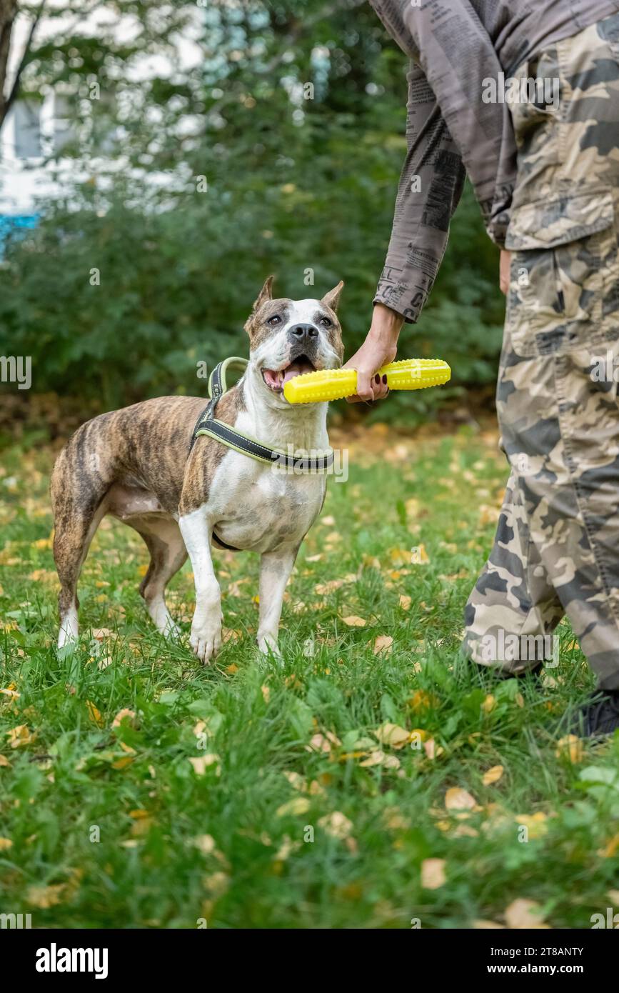 Un gros plan d'un Terrier du Staffordshire énergique qui s'engage dans des exercices d'obéissance et d'attention dans un parc verdoyant, montrant son dévouement Banque D'Images