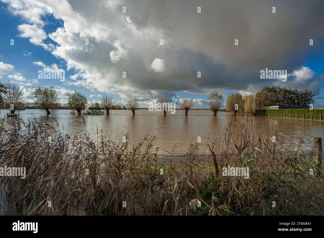 LO-Reninge, Flandre, Belgique. Vendredi 17 novembre 2023. Depuis plus de dix jours, le Westhoek en Flandre occidentale est inondé par de fortes pluies. La gravité Banque D'Images