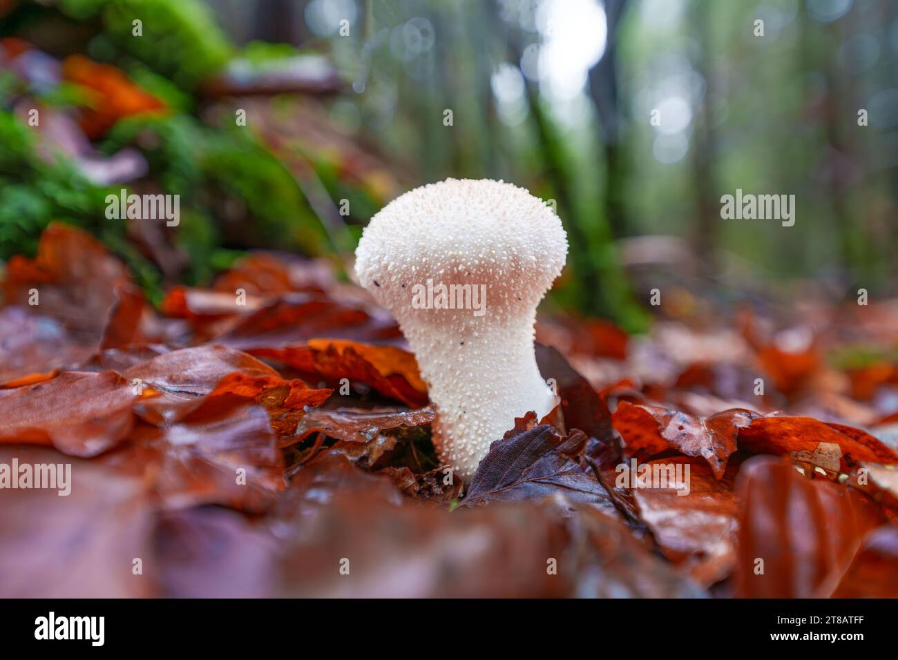 Belle vue rapprochée des champignons de la forêt dans l'herbe, saison d'automne. Petits champignons frais, croissant dans la forêt d'automne. Champignons et feuilles dans la forêt. Mushro Banque D'Images