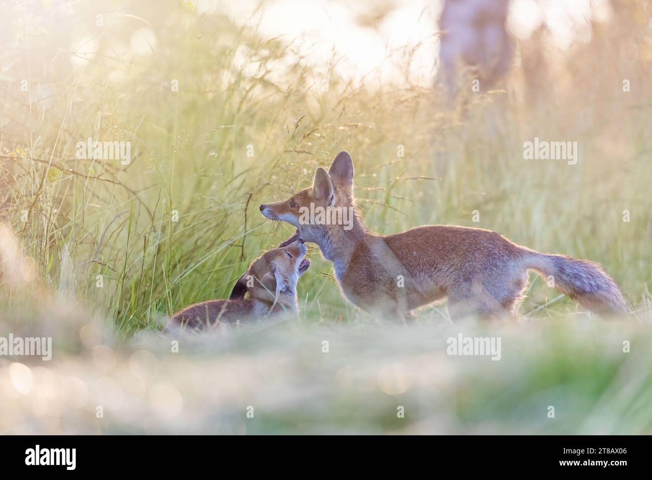 Paire de deux renards rouges adorables pose à l'extérieur au soleil. Horizontalement. Banque D'Images