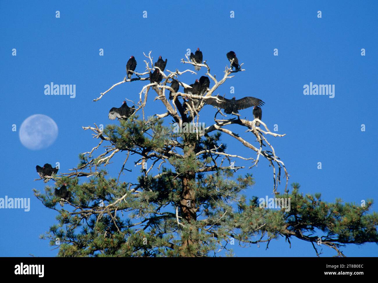 Vautours de dinde (Cathartes aura) sur le pin ponderosa (Pinus ponderosa) à Blue Sky, refuge national d'antilope de Hart Mountain, Oregon Banque D'Images