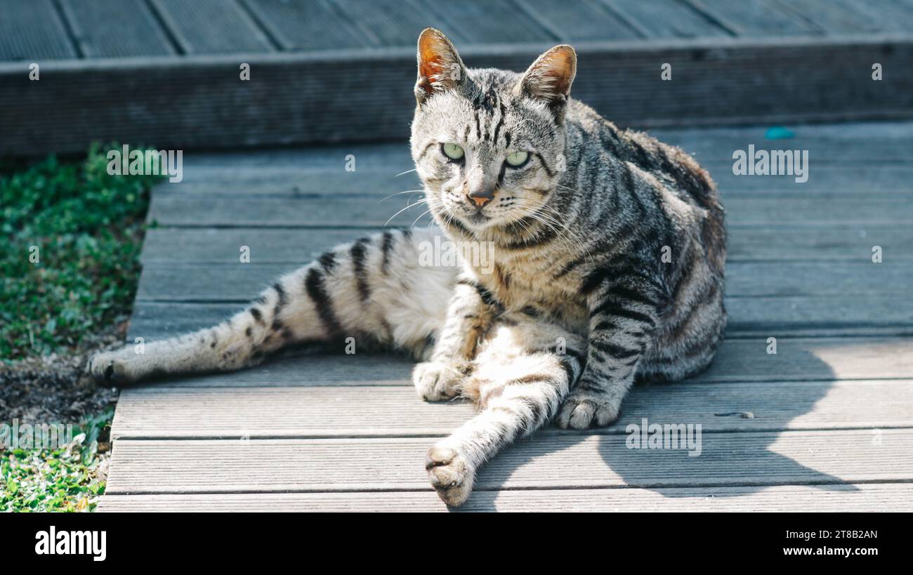 tabby chat slouch assis, regardant la caméra Banque D'Images