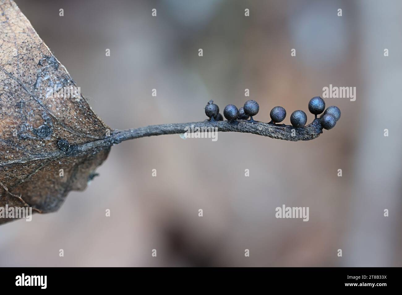 Lamproderma echinosporum, une moisissure nivicole de Finlande, pas de nom anglais commun Banque D'Images