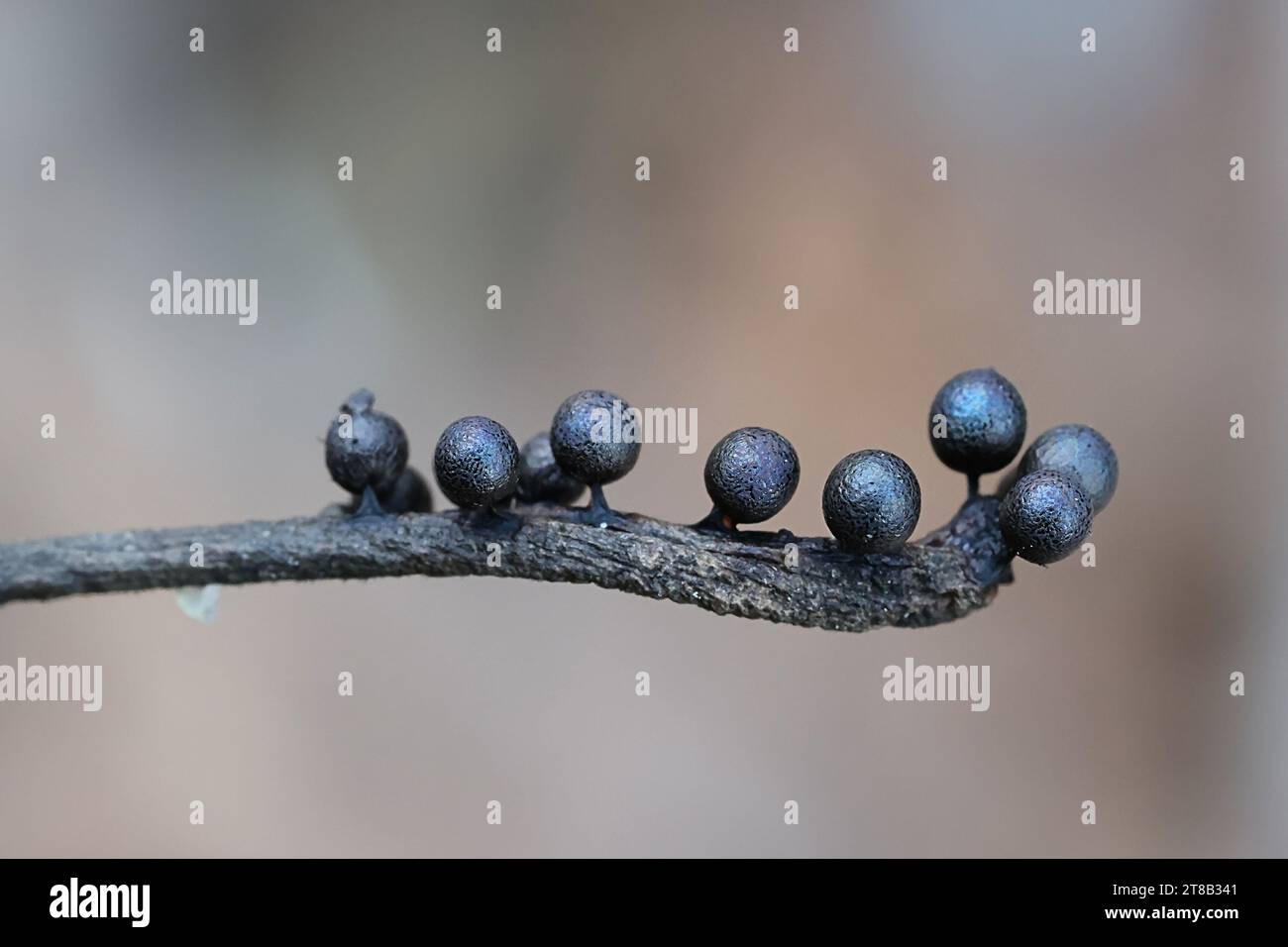Lamproderma echinosporum, une moisissure nivicole de Finlande, pas de nom anglais commun Banque D'Images