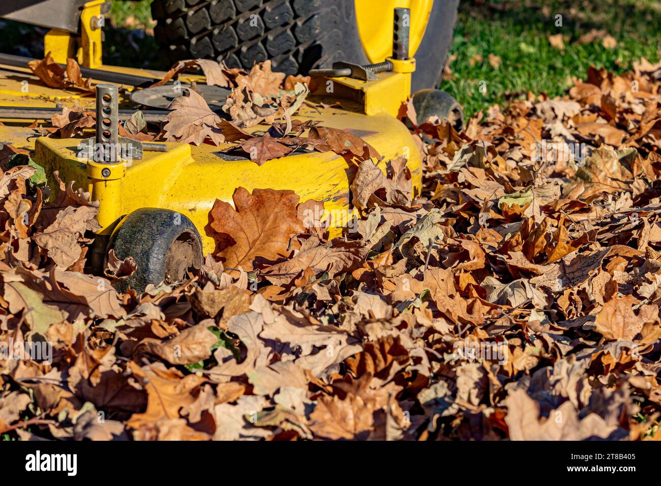 Paillage des feuilles avec la tondeuse à gazon dans la cour pendant l'automne. Entretien de la pelouse, nettoyage de la pelouse et concept d'élimination des feuilles Banque D'Images