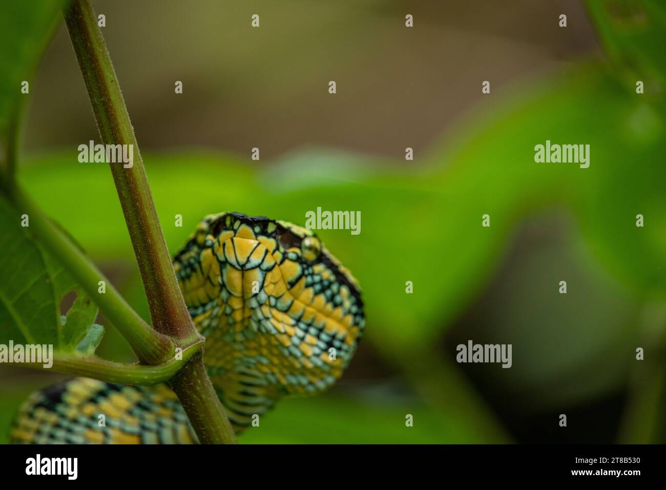 Le serpent vipère de Wagler dans la nature Banque D'Images