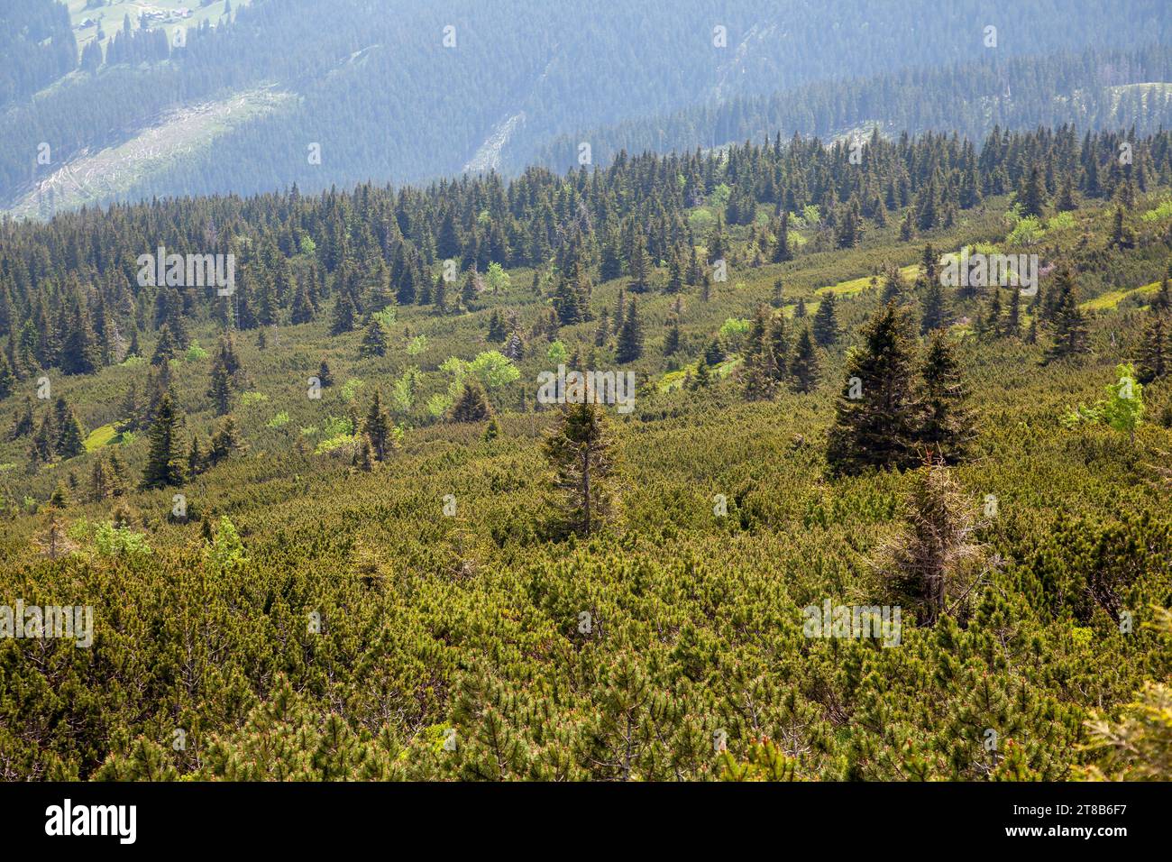 Montagnes, paysage de montagne, épinettes sur les montagnes, montagnes des géants Banque D'Images