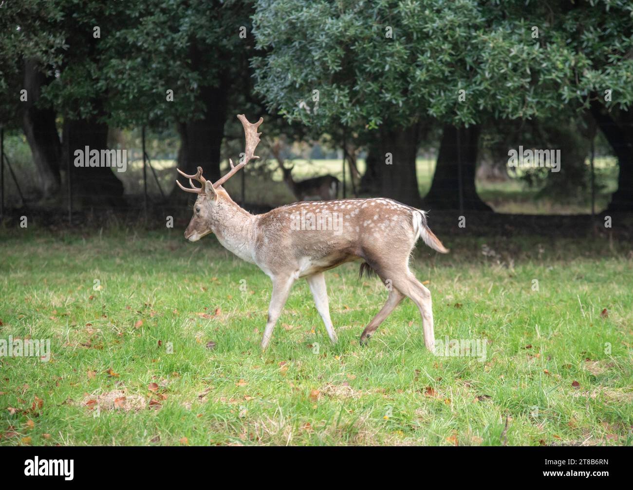Cerf dans Phoenix Park Dublin Irlande Banque D'Images