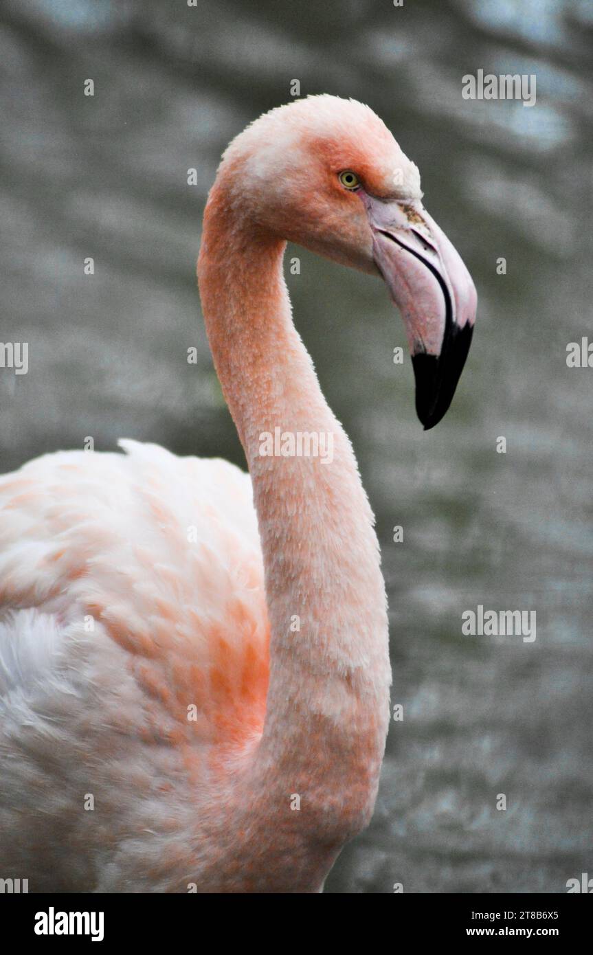 Grand flamant (Phoenicopterus roseus), parc animalier de Bridlington, East Yorkshire, Angleterre Banque D'Images