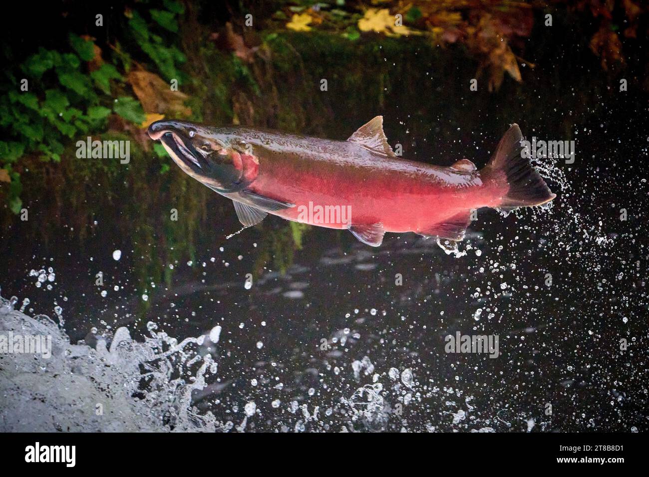 Un saumon coho migrateur (Oncorhynchus kisutch) saute vers le haut d'une chute d'eau sur Lake Creek, un affluent de la rivière Siuslaw dans l'ouest de l'Oregon. Banque D'Images